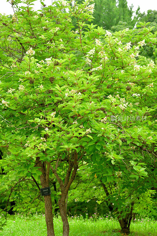 绣球花/圆锥花序绣球花